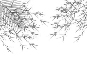 Obraz premium Grey Bamboo Leaf Border Background