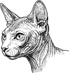Detailed Sphynx cat illustration showcasing distinctive wrinkled skin and large expressive ears. Sphynx cat head profile highlights unique facial features, delicate whiskers, and intense gaze.