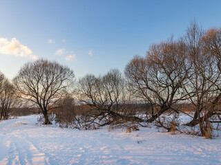 Snowy field with trees in the background