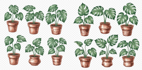 Watercolor illustration set of various monstera deliciosa potted plants with green leaves and brown pots. © Akun