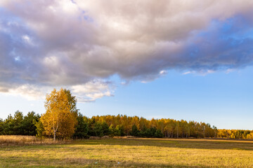 Field of trees with a cloudy sky in the background
