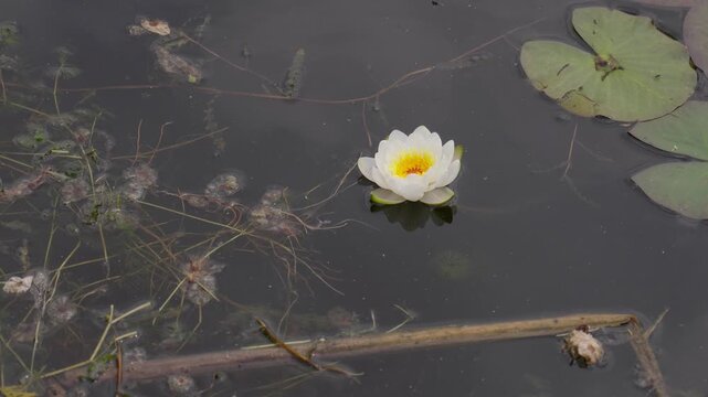 Single beautiful white water lily, nymphaea alba, gently floating on the calm, dark surface of a tranquil pond, its reflection visible alongside aquatic plants and green lily pads