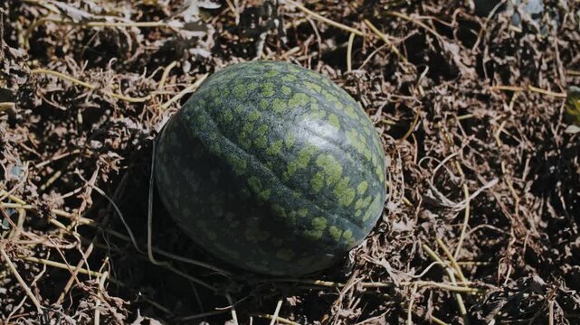 Ripe watermelon resting on a dry field at midday.