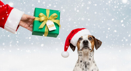Hand holding green present with gold ribbon, tag with 2026 above dog wearing Santa hat, representing festive, happy holiday. Snowy sky backdrop