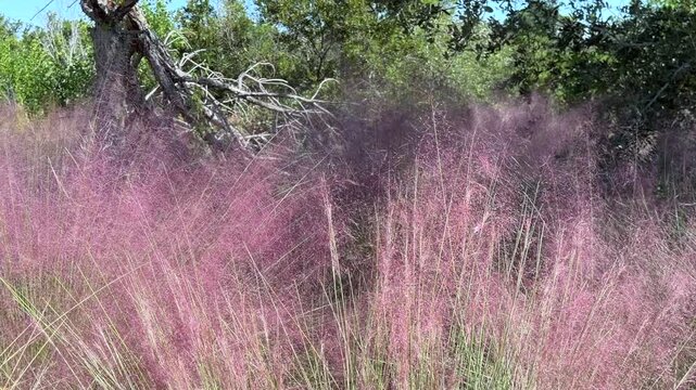 Pan left across abundant perennial pink muhly grass (binomial name: Muhlenbergia capillaris) near upland trees to a secluded trail in a coastal nature preserve and bird sanctuary in southwest Florida