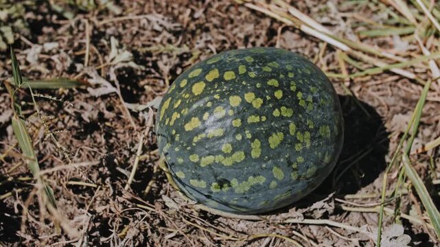 Ripe green watermelon in a dry field.