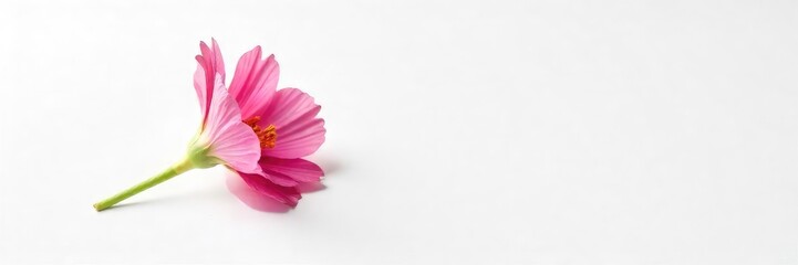 Obraz premium A single, wilted flower, isolated on a pure white background, symbolizes weariness and loneliness The delicate petals droop, conveying a sense of exhaustion and isolation , soft, monochrome