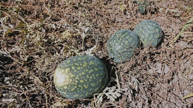 Sunlit watermelon patch on a dry farm field.