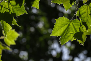 Bright Green Leaf Close-Up With Backlit Foliage In Sunlit Nature Scene