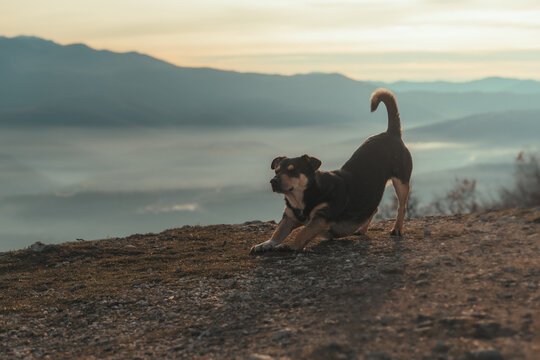 Small black dog stretching outdoors