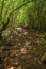Okolehao Trail on Kauai, HI