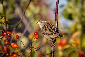 Haussperling Spatz in Heckenrose