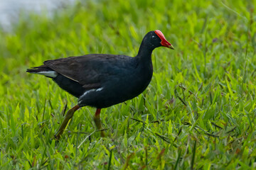 Hawaiin Coot (Fulica alai) on Kauai, HI