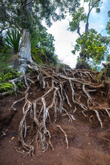 Okolehao Trail on Kauai, HI