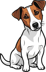Fototapeta premium Jack Russell Terrier dog sitting tilting head cute curious pose
