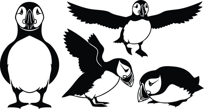 Line art puffins in four poses front facing flying feeding preening standing side view minimal black and white vector illustration flat design beak profile seabird coastal