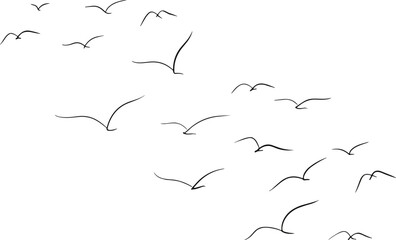 Minimalist line art illustration of flying birds flock in motion, simple abstract bird silhouettes on white background for modern design