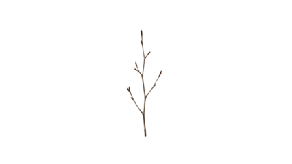 Simple Twig Branch Nature Minimalist Design Element