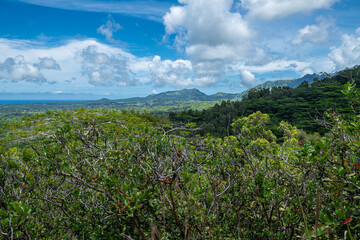 Along the Okolehao Trail on Kauai, HI