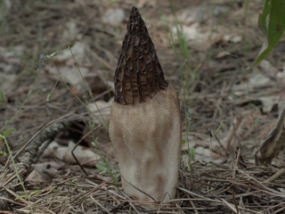 Conical morel, spring mushrooms, morel, nature, edible mushrooms.