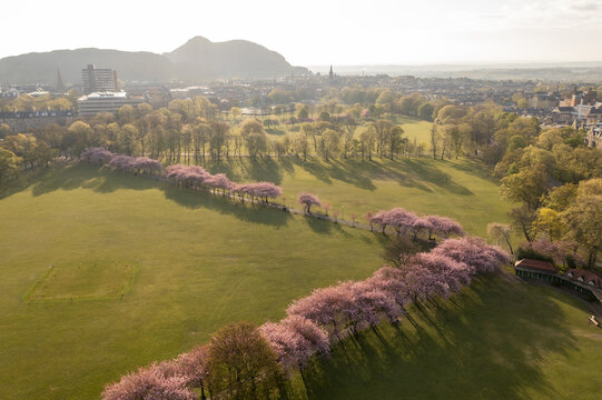 Aerial view of verdant meadows and cherry blossom trees lead toward Edinburgh Castle and Arthur's Seat under a soft, golden light, Lauriston, Scotland, United Kingdom.