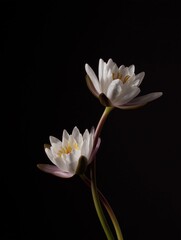 Obraz premium Elegant White Water Lilies on Black Background for Decor