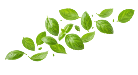 fifty fresh, dew-kissed green basil leaves dynamically swirling and levitating in a high-speed freeze-frame against a transparent cyclorama. concept for natural vitality and freshness