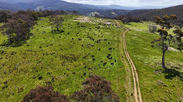 beautiful cattle in Australia  eating grass, grazing on pasture. Herd of cows free range beef being regenerative raised on an agricultural farm. Sustainable farming