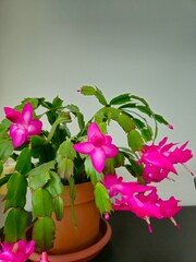  Euphorbia milii. Christmas cactus in a pot isolated against. 