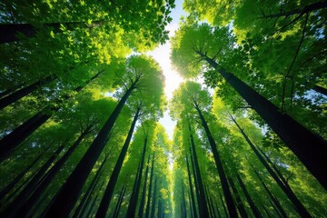 A breathtaking view of a dense forest canopy stretching to the sky, sunlight filtering through leaves  Perfect for nature, travel, and environmental themes , environment, tranquil, perspective