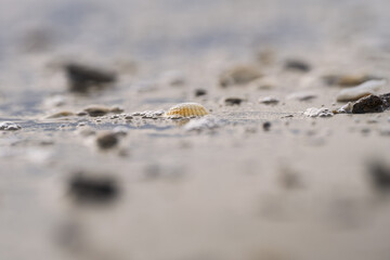 Seashells scattered on a beach in soft diffuse light, with shallow depth of field and smooth background, perfect for flyers, web headers, or behind text.