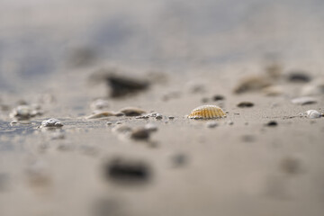 Seashells scattered on a beach in soft diffuse light, with shallow depth of field and smooth background, perfect for flyers, web headers, or behind text.