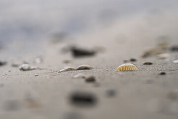 Seashells scattered on a beach in soft diffuse light, with shallow depth of field and smooth background, perfect for flyers, web headers, or behind text.