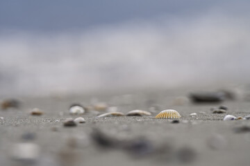 Seashells scattered on a beach in soft diffuse light, with shallow depth of field and smooth background, perfect for flyers, web headers, or behind text.