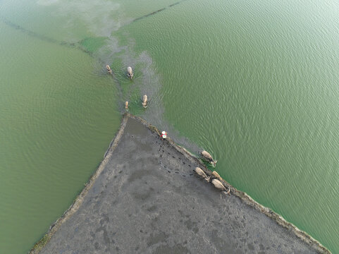 Aerial view of water buffalo wading through shallow waters along a triangular patch of land, An Giang, Vietnam.
