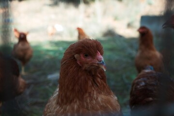 Brown hen closeup looking towards camera on farm