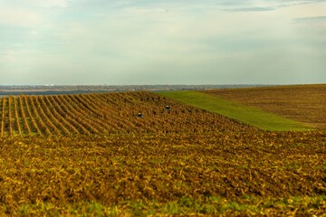 A pair of tractors cultivating the autumn vineyards of the Golmakh region of the Taman Peninsula during a harvest on a sunny November day
