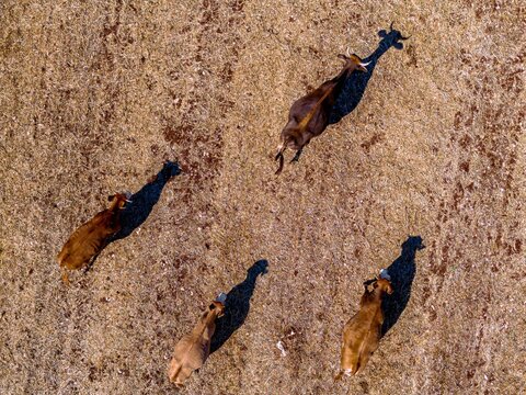 Aerial view of a group of cows bask in the sun-drenched field, casting long shadows that stretch across the golden landscape, Monopoli, Apulia, Italy.