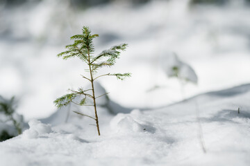 Snow rests on fir branches in a forest, soft light filtering through evergreens. Quiet winter moment in a Lithuanian woodland, serene and untouched.