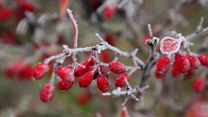 Berberitze Beeren mit Reif