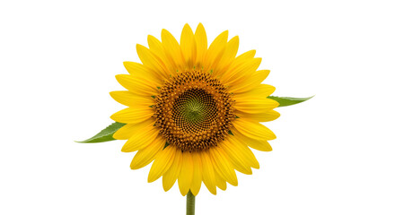 Obraz premium A single vibrant yellow sunflower in full bloom isolated.