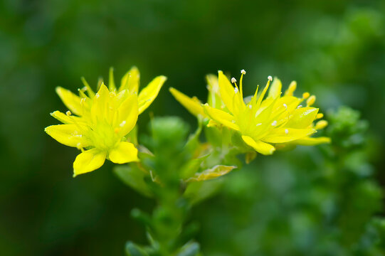 gold moss stonecrop wildflower closeup
