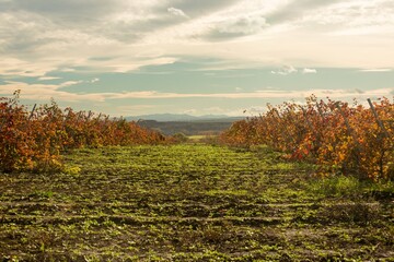 A plowed dividing strip between vineyards and a mountain range on the horizon on the hills of the Taman Peninsula, a harvest field on a sunny November day