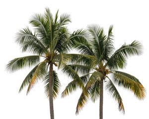 Fototapeta premium Green Palm Trees Isolated on White