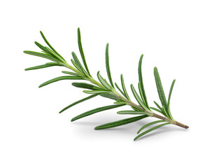 Fototapeta premium Fresh Rosemary Herb Isolated on White