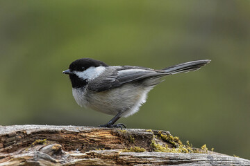 Black-capped chickadee, close up, profile image.