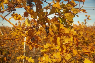 Bunches of black grapes after harvest surrounded by yellowed foliage on the hills of the Taman Peninsula (Southern Russia) on a sunny November day