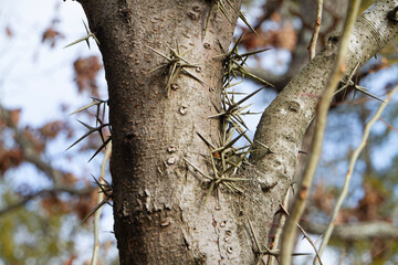 Honey locust tree thorns, closeup, Gleditsia Triacanthos