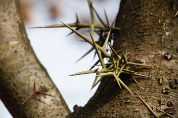 Honey locust tree thorns, closeup, Gleditsia Triacanthos