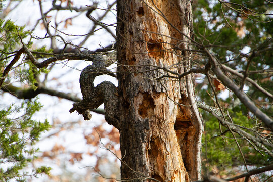 Dead tree standing in the forest with holes in the wood, peeling bark and rough textured branch